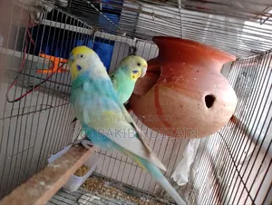 Running Budgie Birds