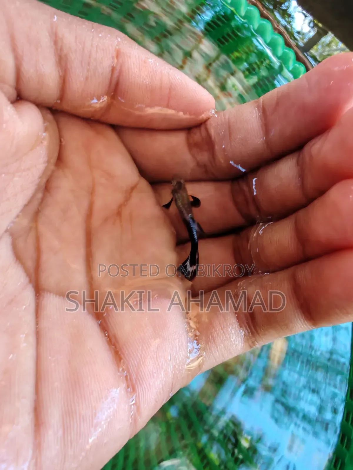 পার্পল মোজাইক গাপ্পি মাছ