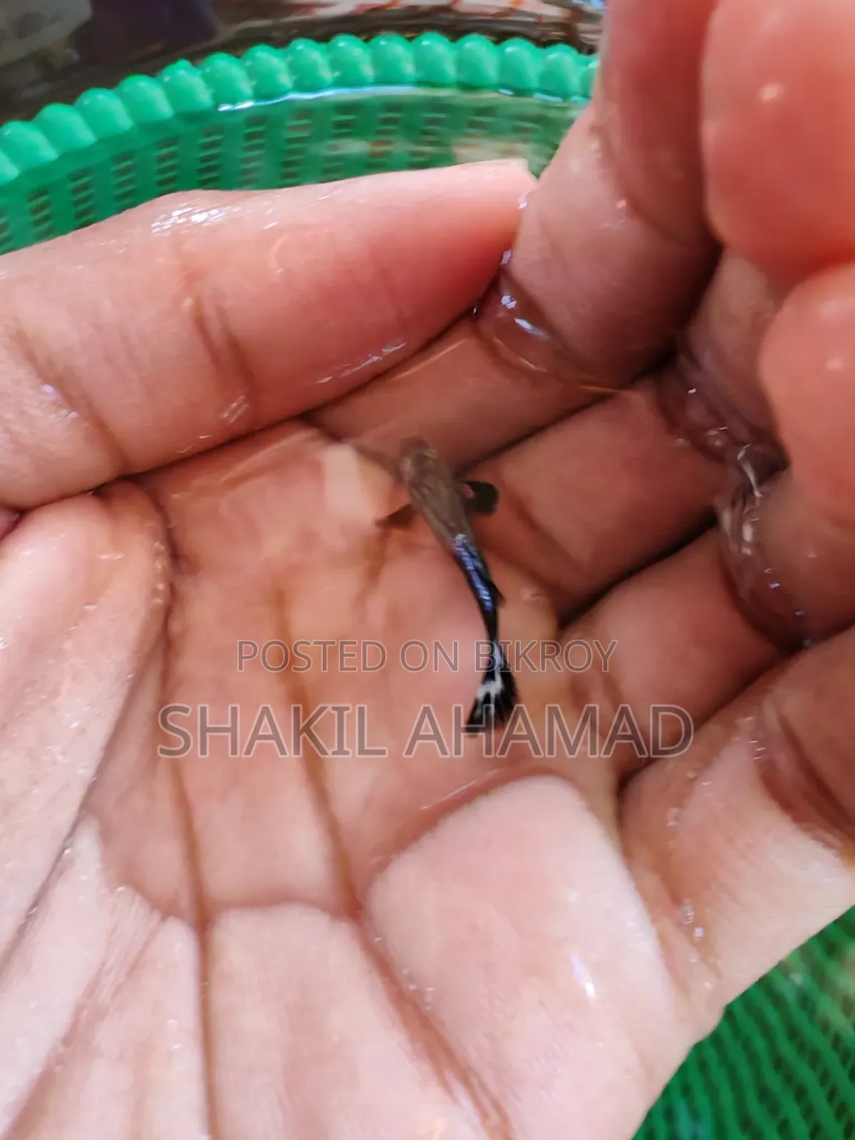 পার্পল মোজাইক গাপ্পি মাছ