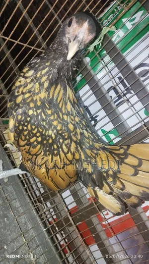 গোল্ডেন সেবরাইট মুরগি ১ পিছ