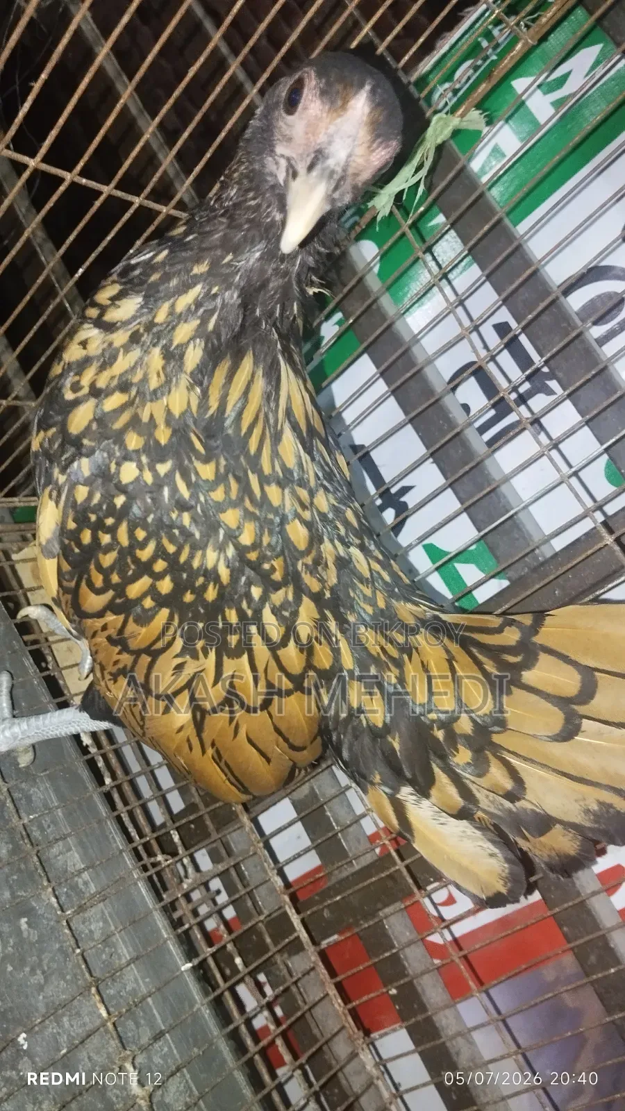 গোল্ডেন সেবরাইট মুরগি ১ পিছ