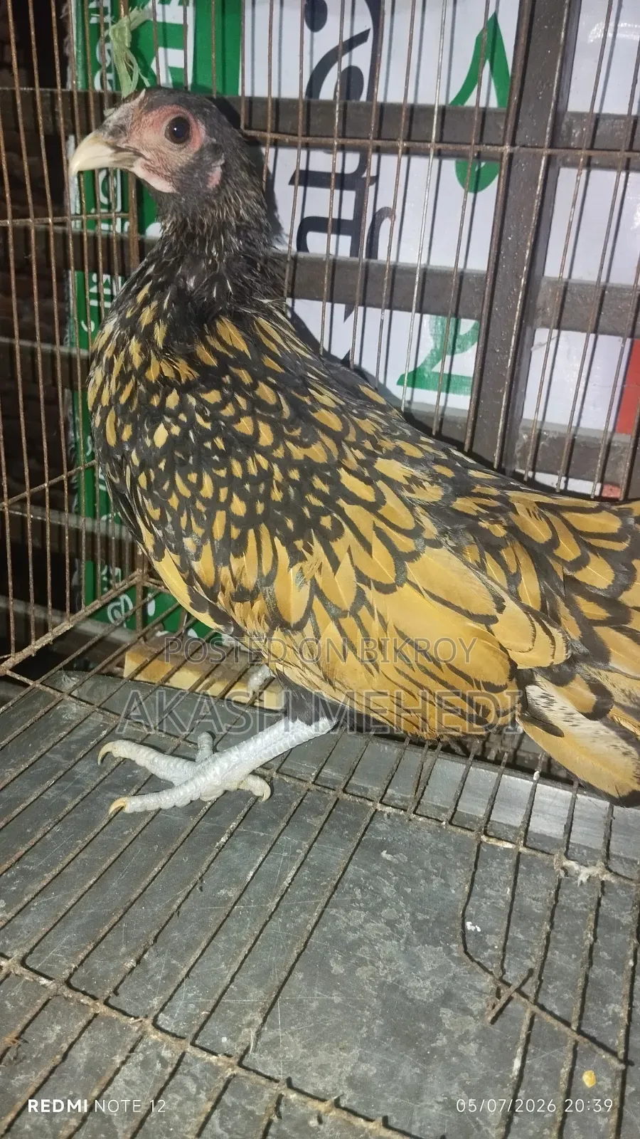 গোল্ডেন সেবরাইট মুরগি ১ পিছ