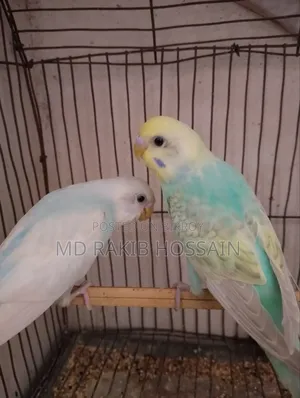 Budgerigar Bird