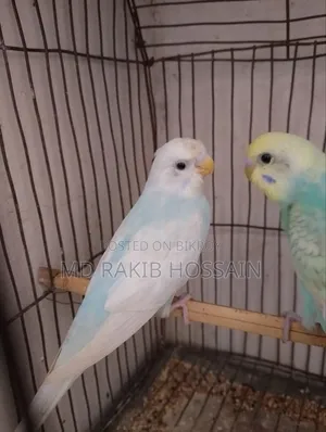 Budgerigar Bird