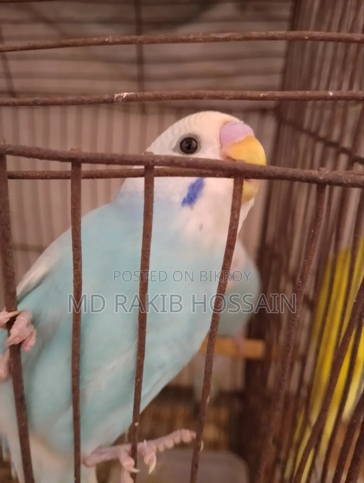 Budgerigar Bird