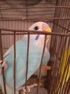 Budgerigar Bird