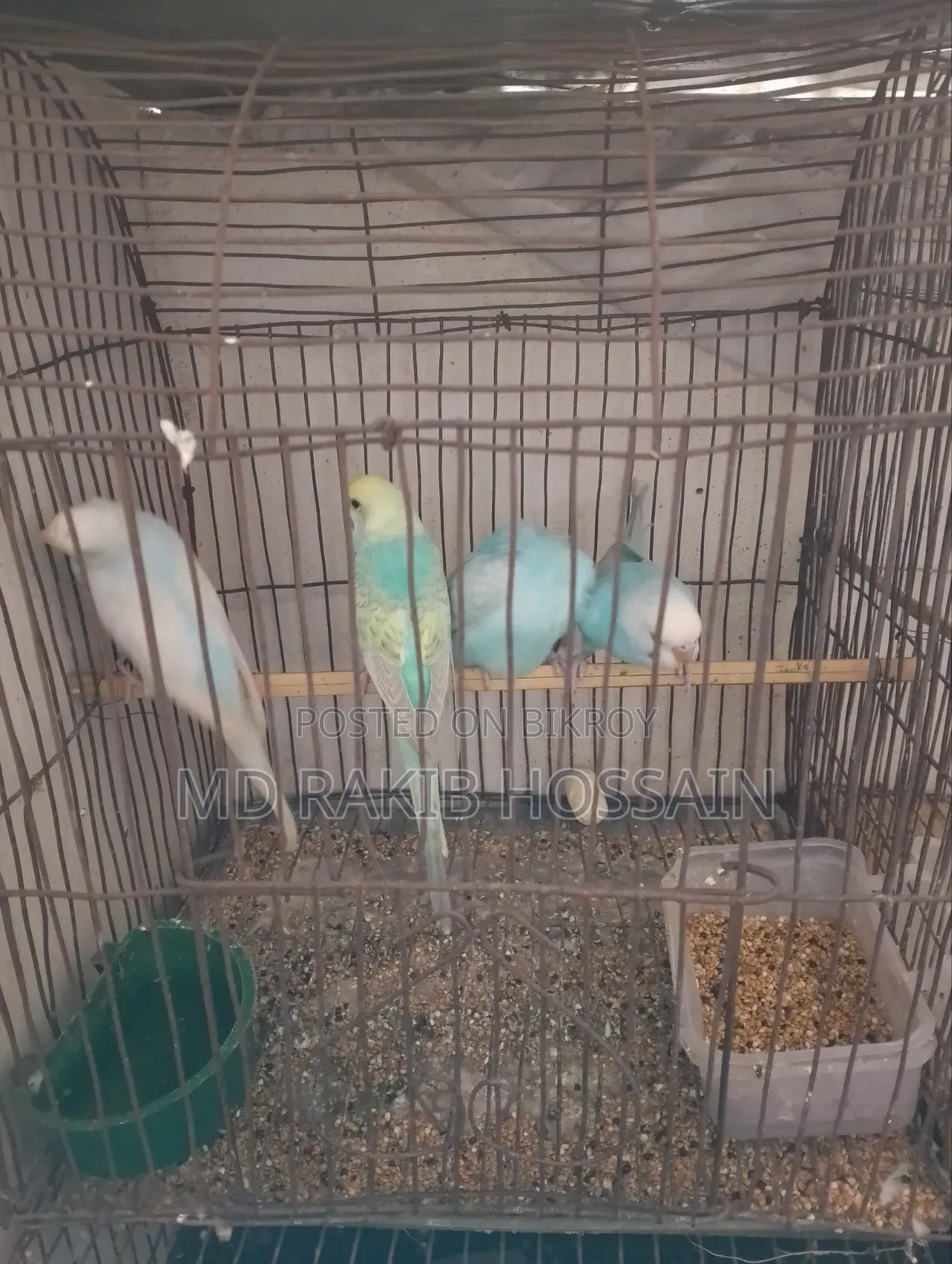 Budgerigar Bird