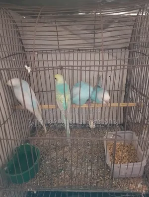 Budgerigar Bird
