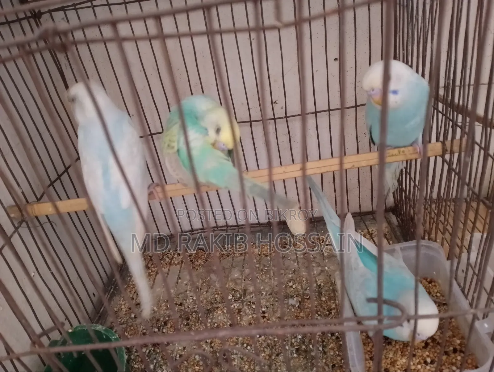 Budgerigar Bird