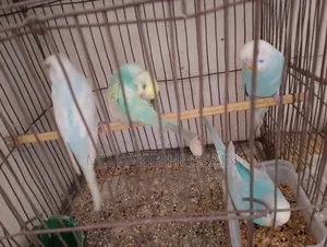 Budgerigar Bird