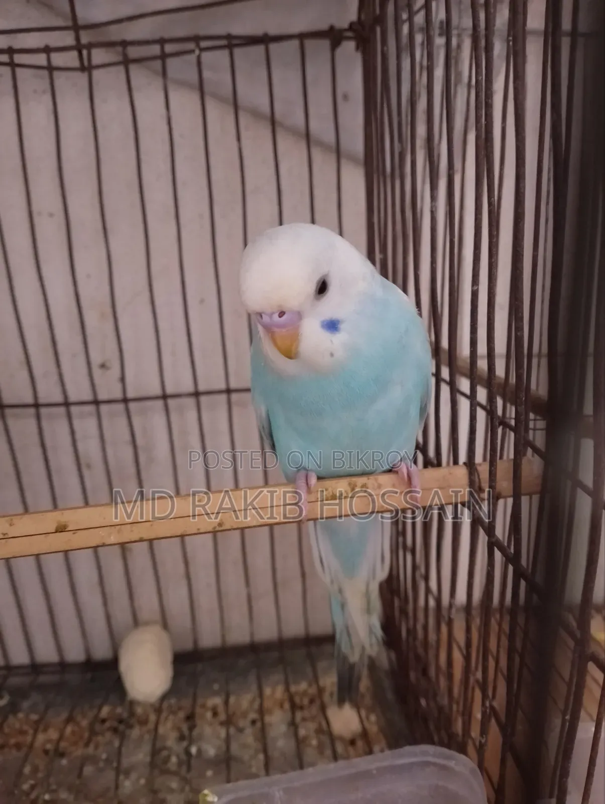 Budgerigar Bird