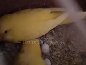 Running Lutino Budgie