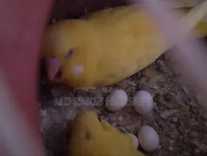 Running Lutino Budgie