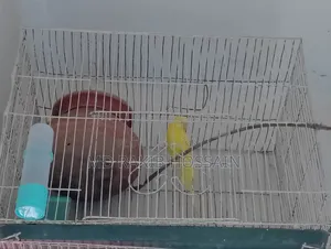 Running Lutino Budgie