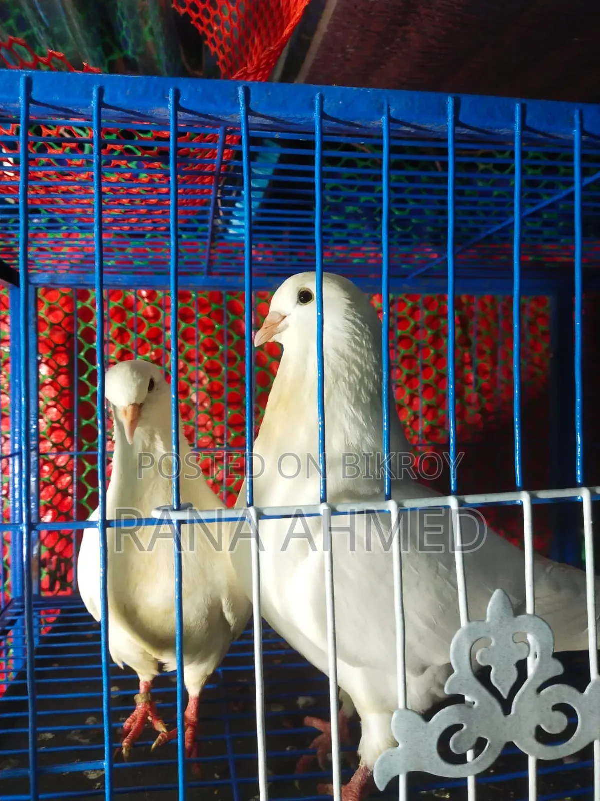 Show King Pigeon