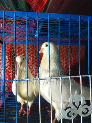 Show King Pigeon