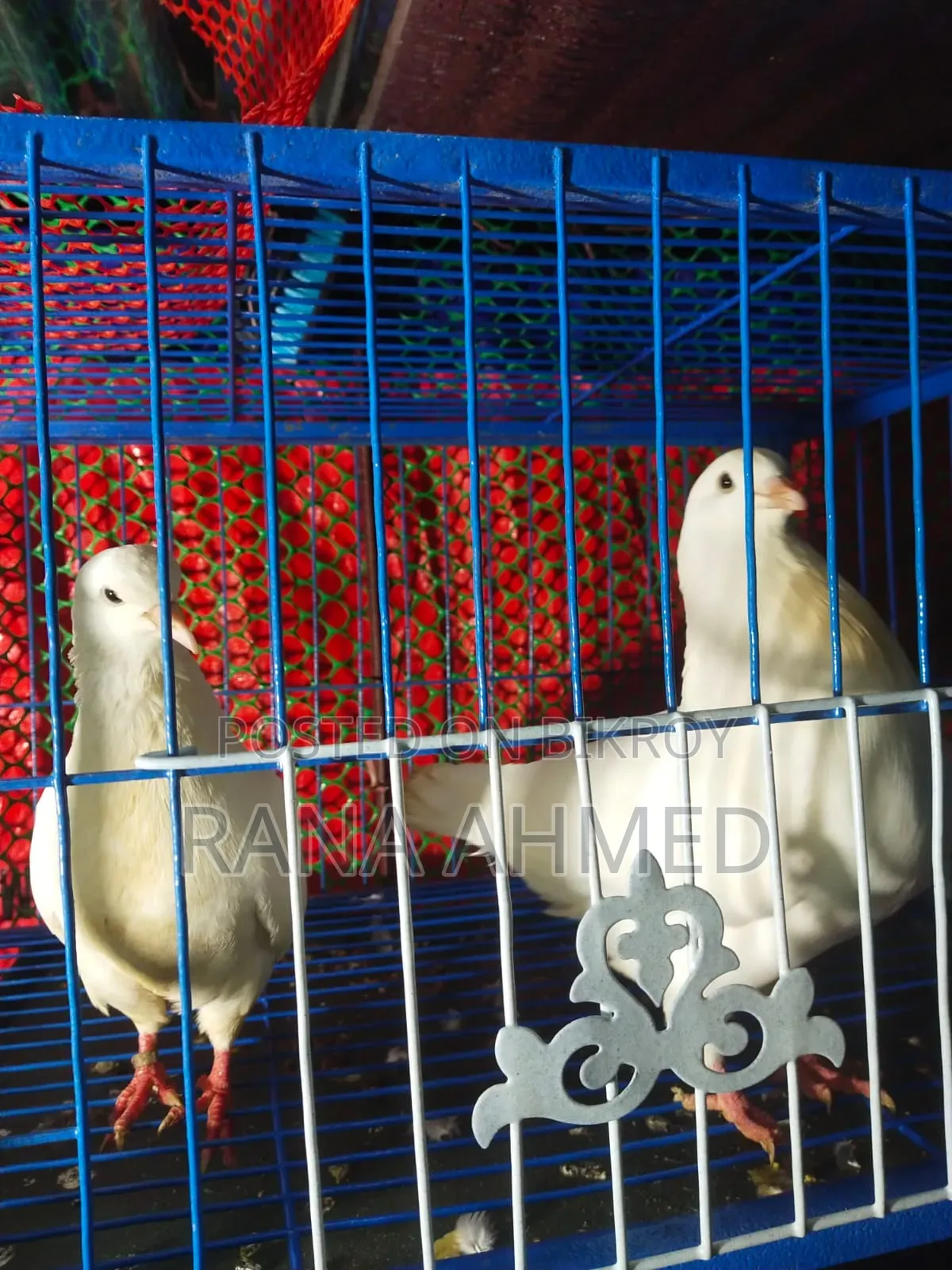 Show King Pigeon