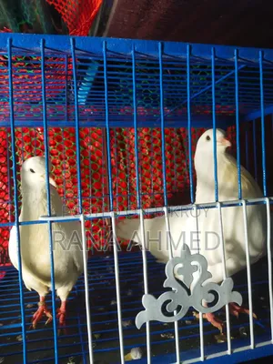 Show King Pigeon
