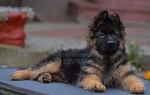 1-3 Months Male Purebred German Shepherd