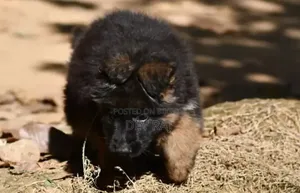 1-3 Months Male Purebred German Shepherd