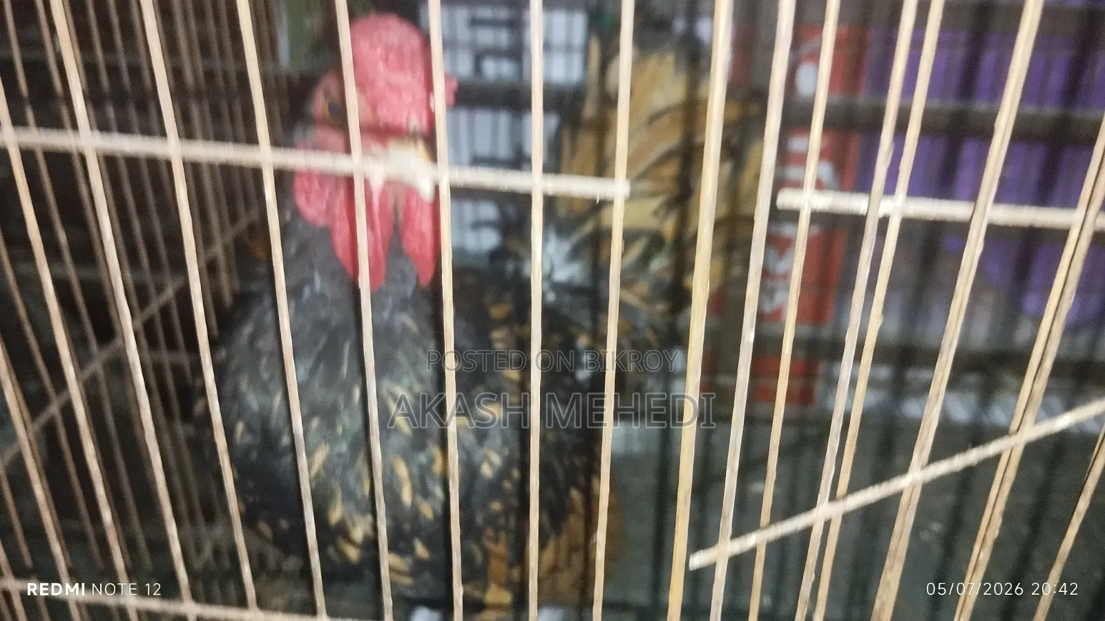 গোল্ডেন সেবরাইট মোরগ ১ পিছ