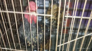 গোল্ডেন সেবরাইট মোরগ ১ পিছ