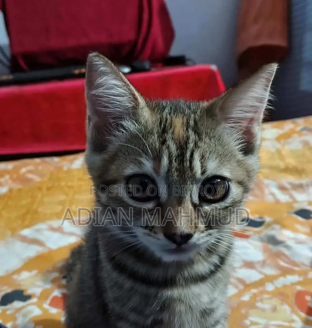 1-3 Months Female Mixed Breed Persian