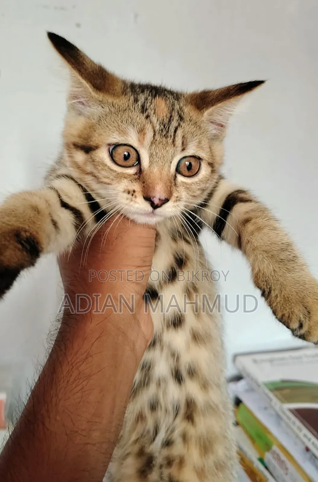 1-3 Months Female Mixed Breed Persian