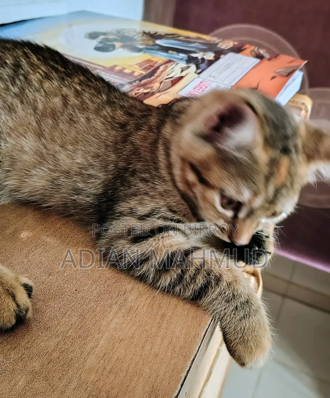 1-3 Months Female Mixed Breed Persian