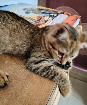 1-3 Months Female Mixed Breed Persian