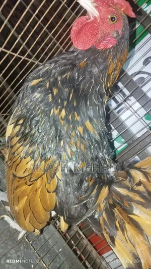 গোল্ডেন সেবরাইট মোরগ ১ পিছ