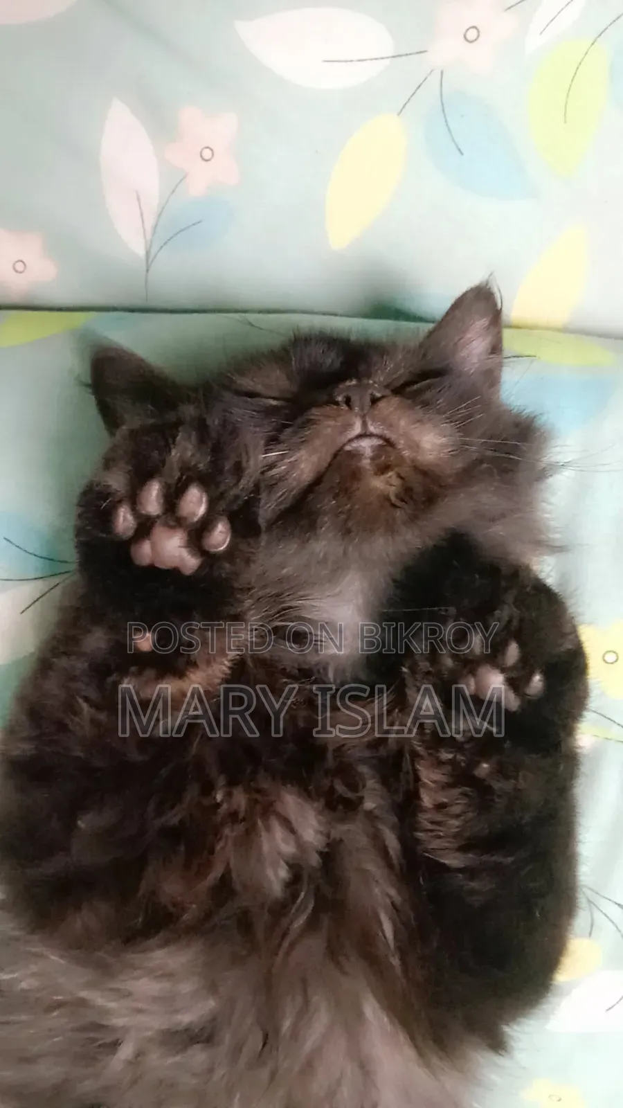 1-3 Months Male Purebred Persian