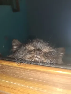 1-3 Months Male Purebred Persian