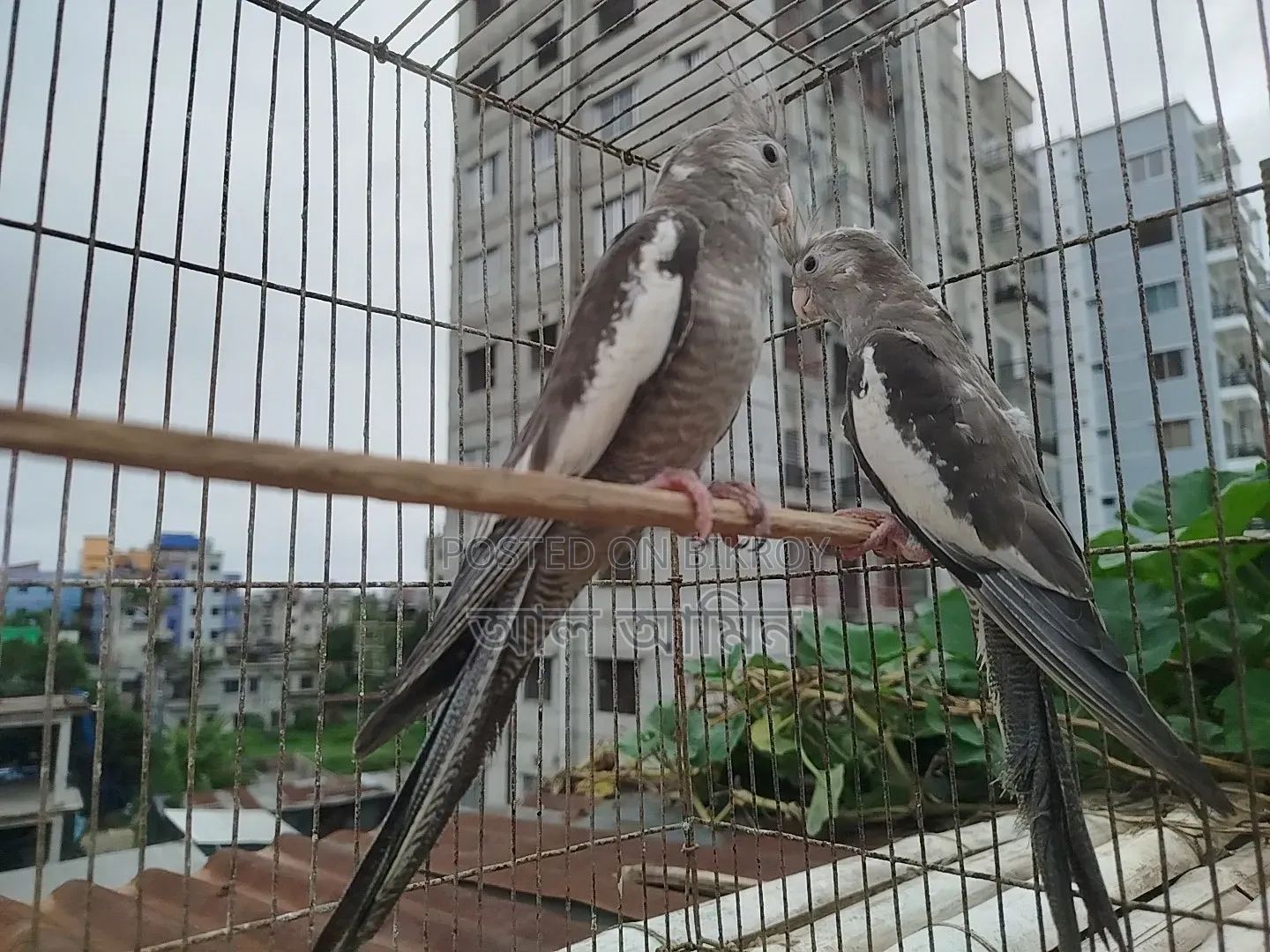White Face Cockatiel