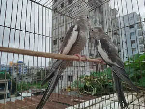 White Face Cockatiel
