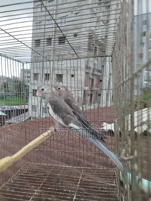 White Face Cockatiel