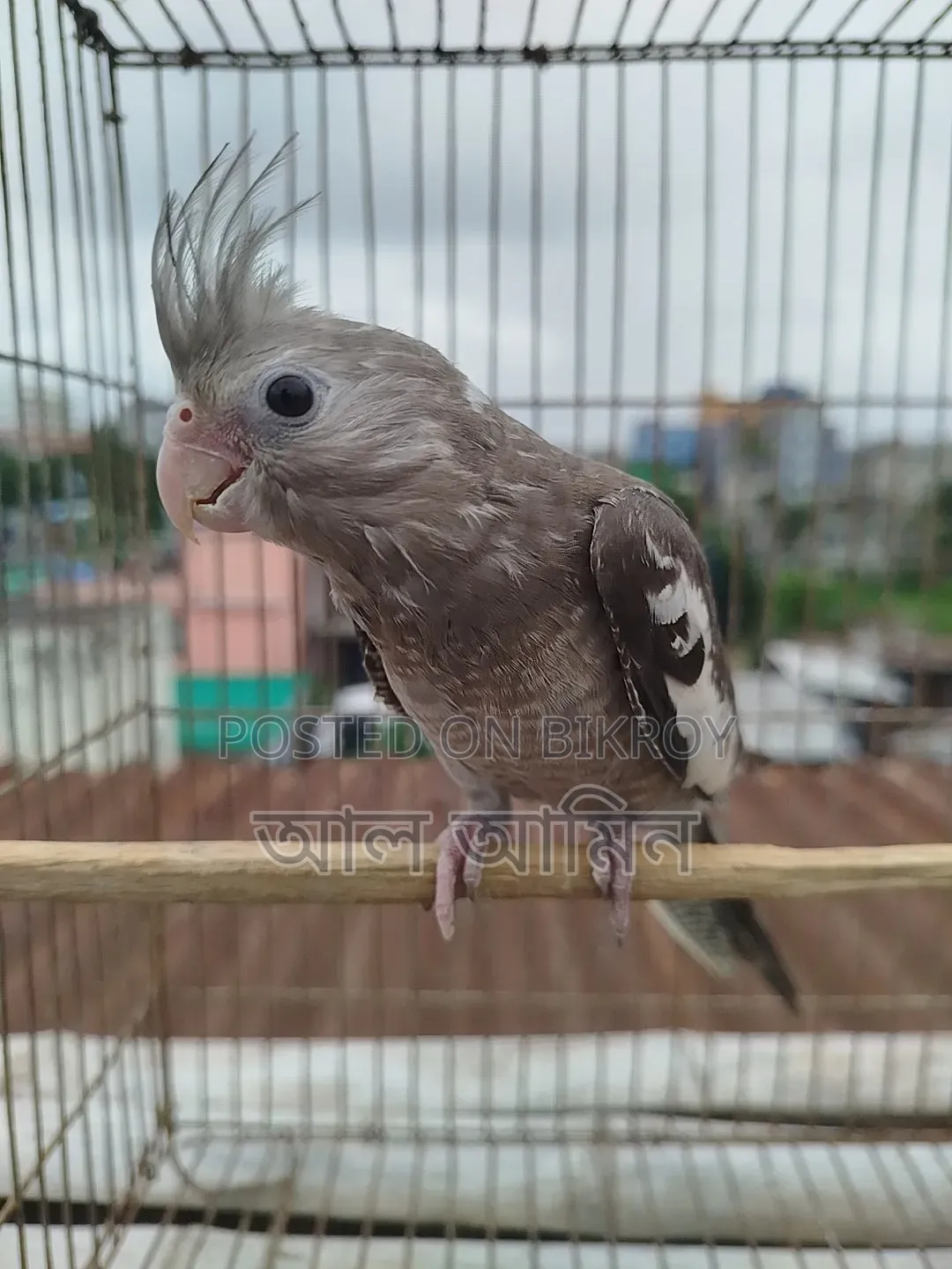 White Face Cockatiel