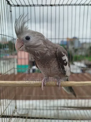 White Face Cockatiel