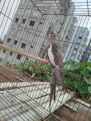 White Face Cockatiel