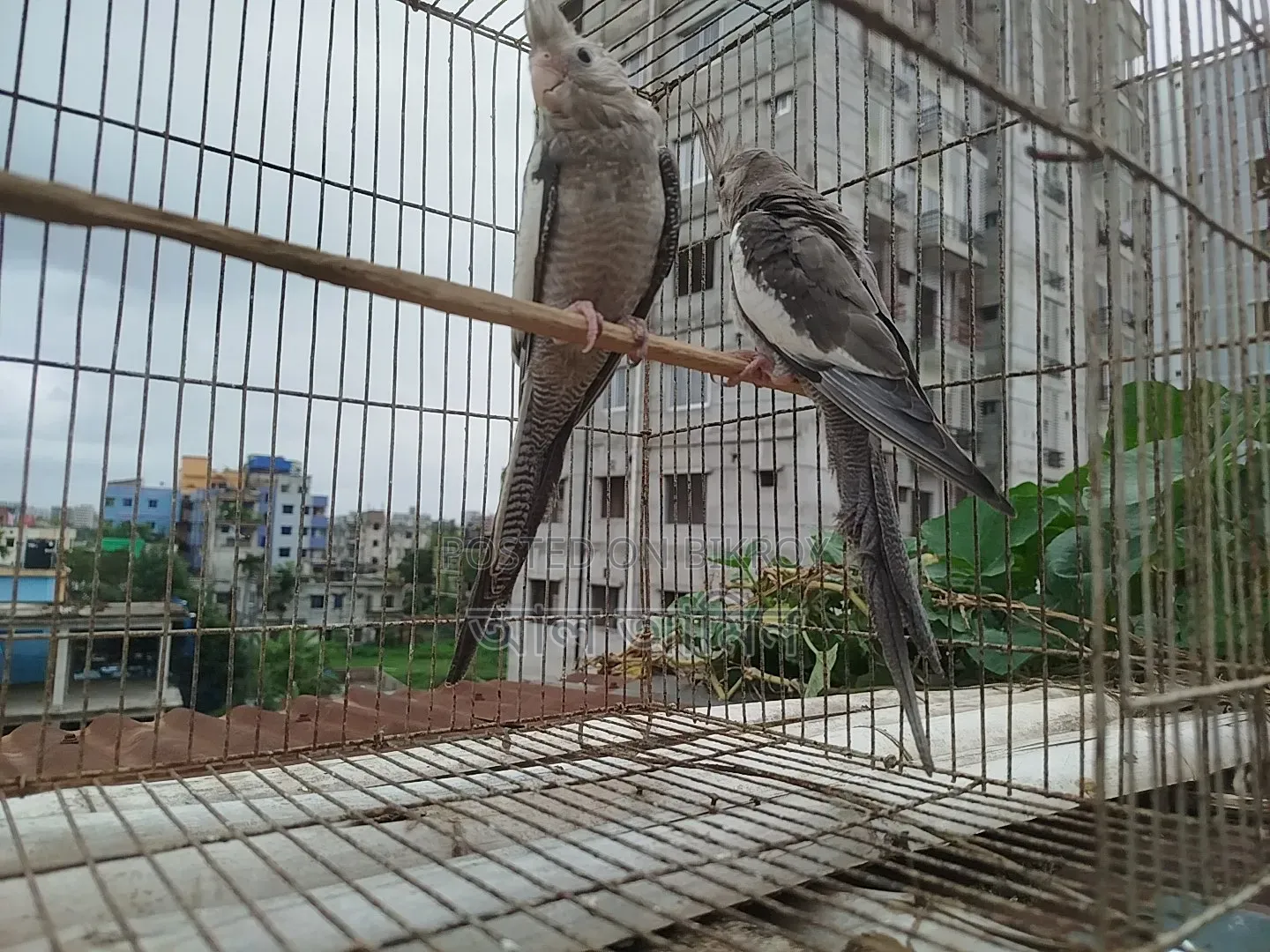 White Face Cockatiel