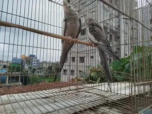 White Face Cockatiel