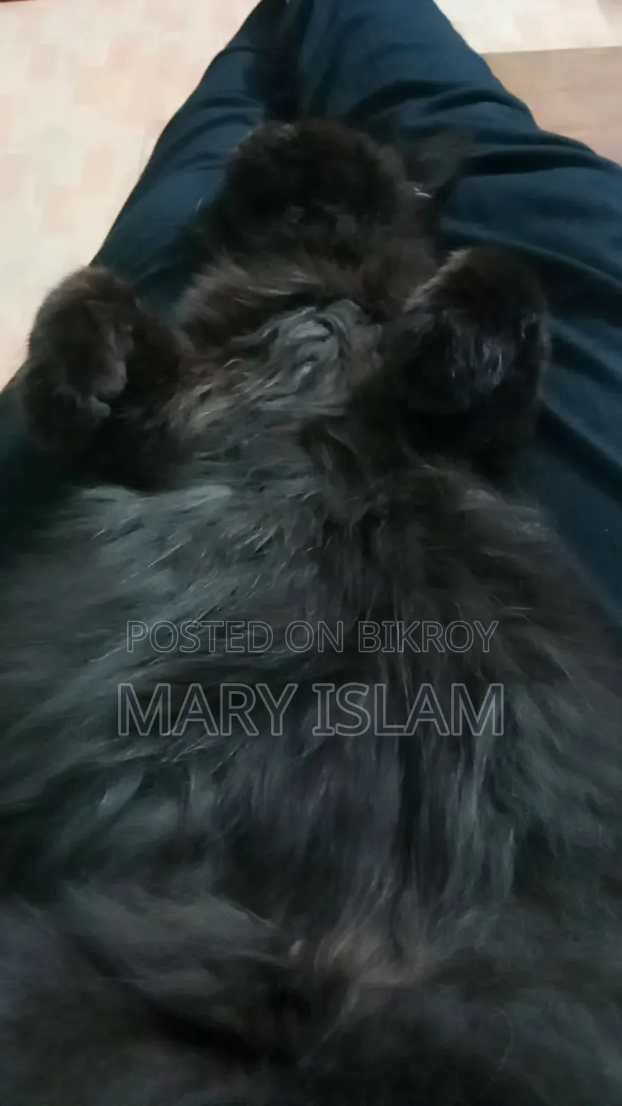 1-3 Months Male Purebred Persian