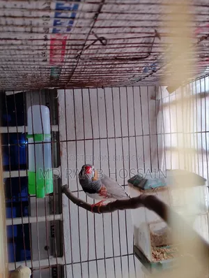 Adult Running Finch Bird