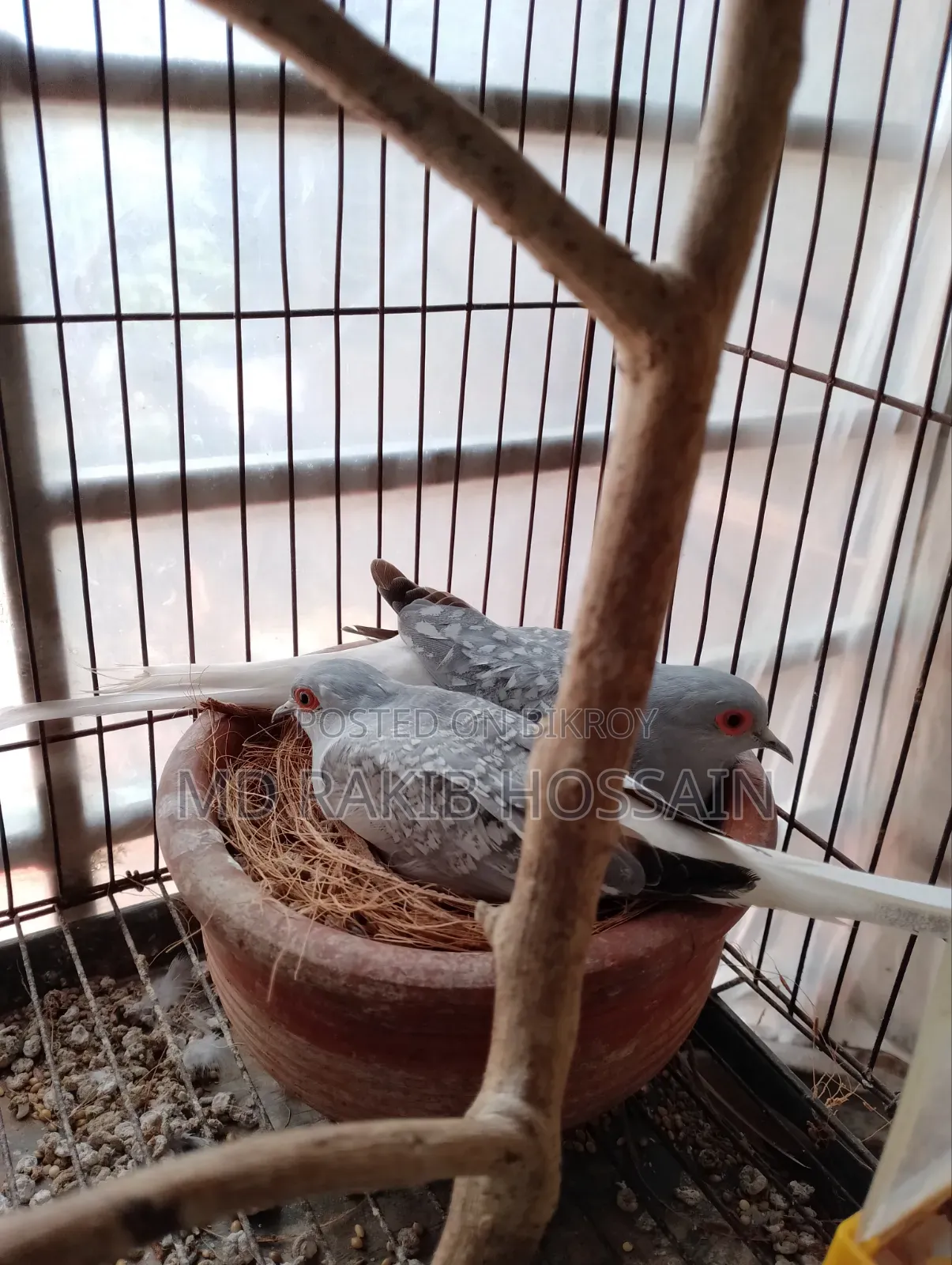 Adult Diamond Dove