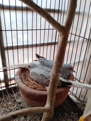 Adult Diamond Dove