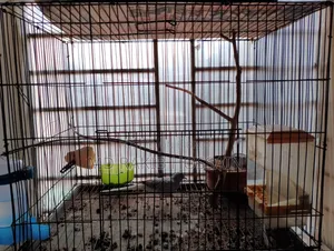 Adult Diamond Dove