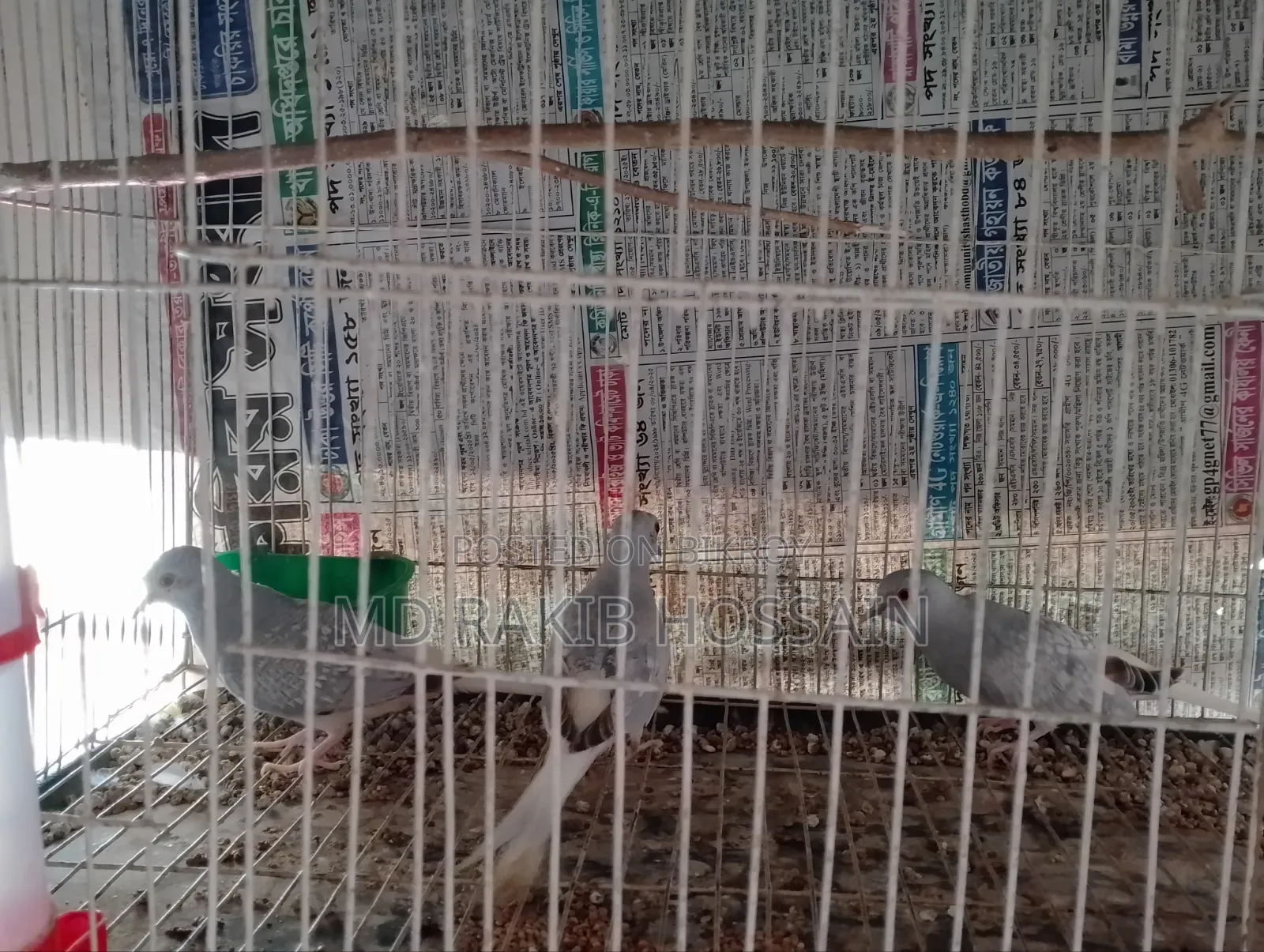 ডায়মন্ড ডাভ ৩ পিস