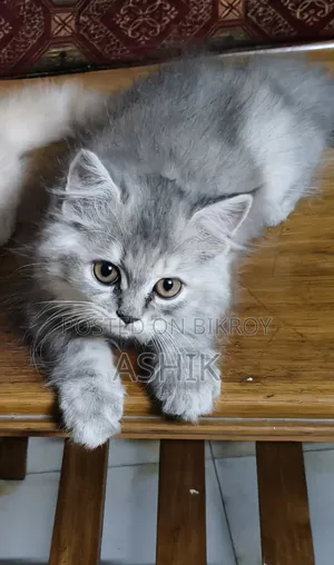 1-3 Months Female Purebred Persian