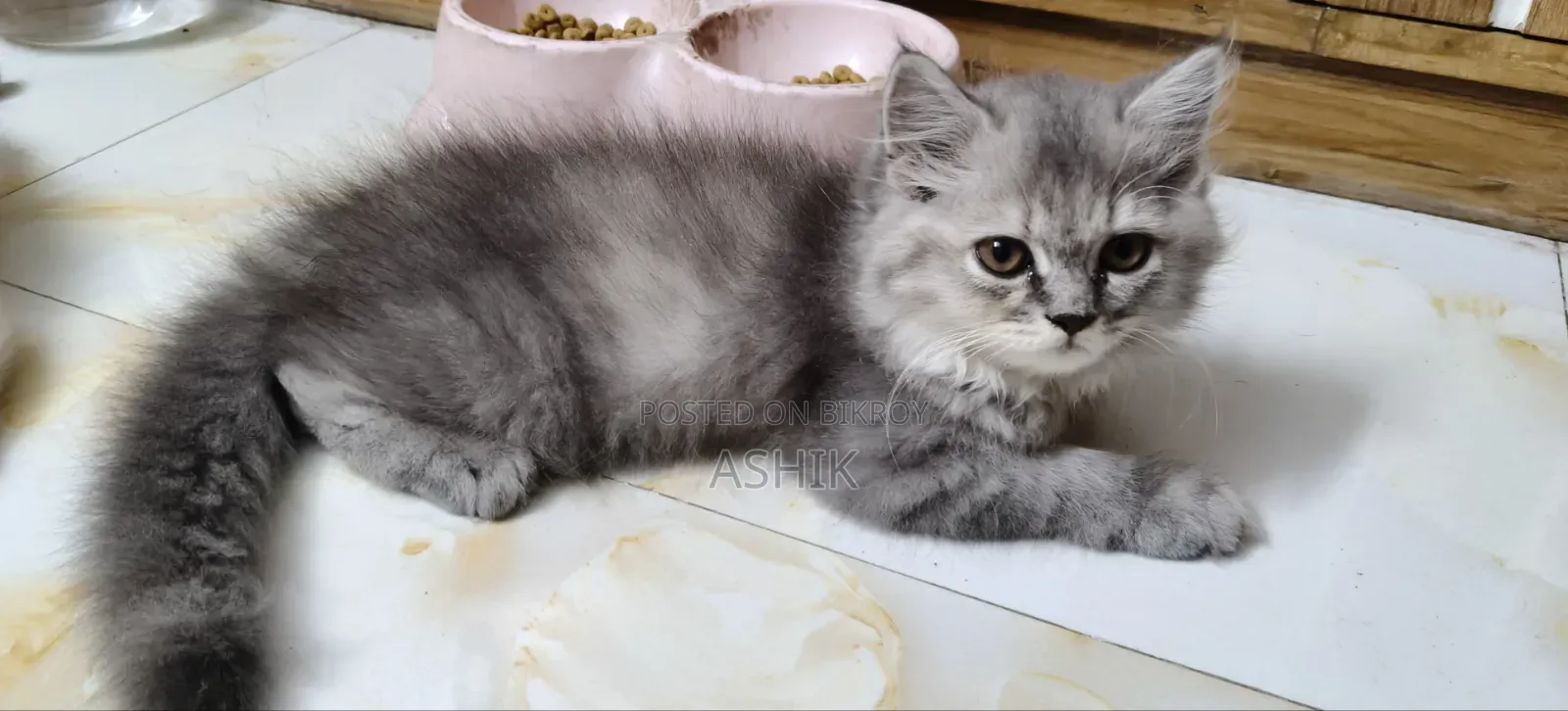 1-3 Months Female Purebred Persian