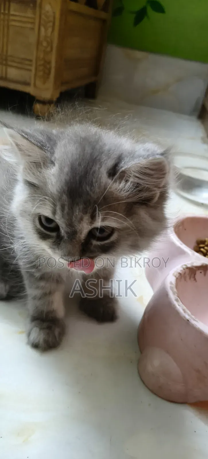 1-3 Months Female Purebred Persian